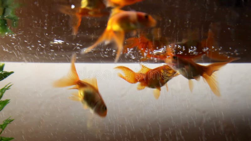 Goldfish swim in an aquarium. Redfish video