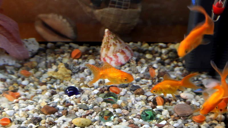 Goldfish swim in an aquarium. Redfish video