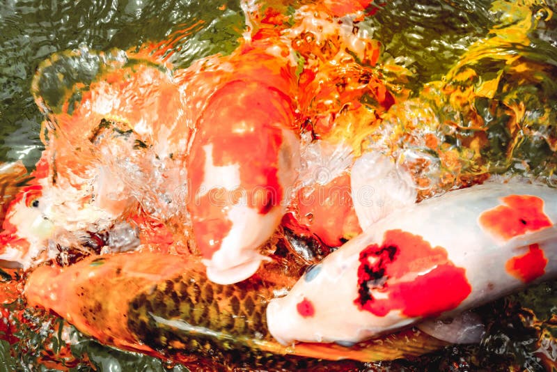 Goldfish Swim in the Pool Against Stock Photo Image of asian, group