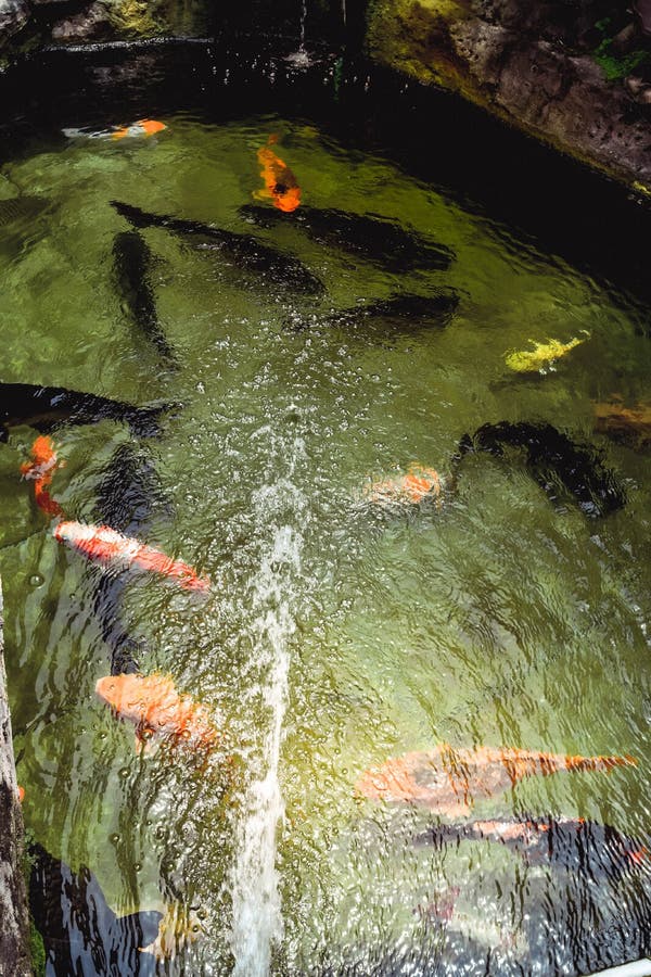 Goldfish Swim in the Pool Against Stock Photo Image of fancy, food