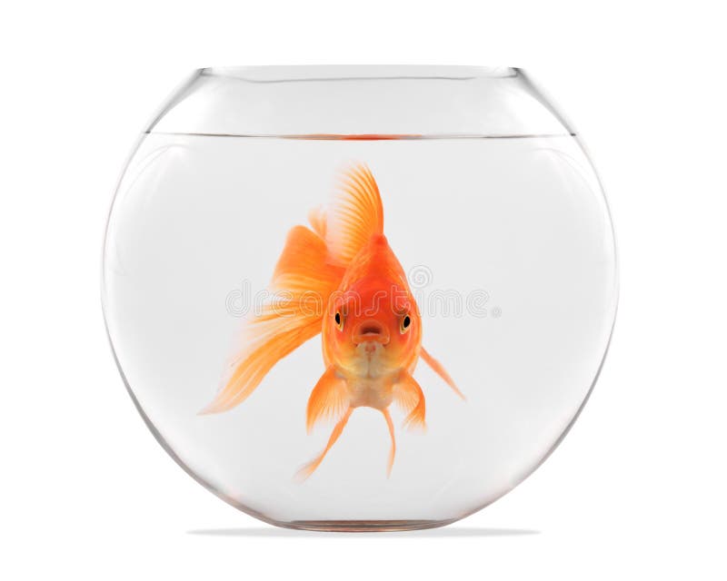 Goldfish unosi się w szklanej sferze