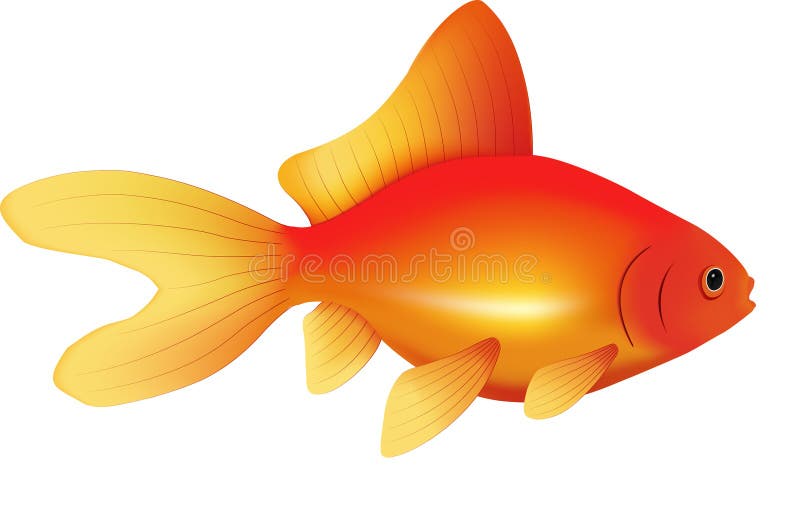 Goldfish | Vector