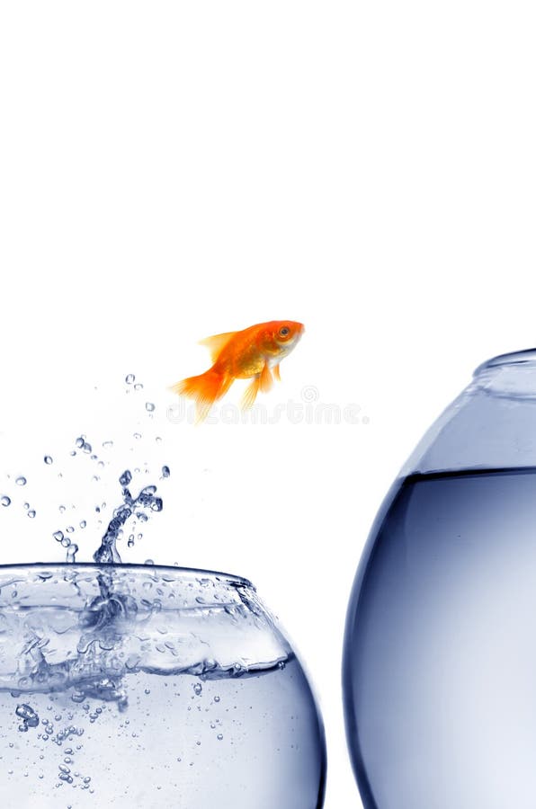goldfish να πηδήξει έξω ύδωρ στοκ φωτογραφίες με δικαίωμα ελεύθερης χρήσης goldfish να πηδήξει έξω ύδωρ στοκ φωτογραφίες με δικαίωμα ελεύθερης χρήσης
