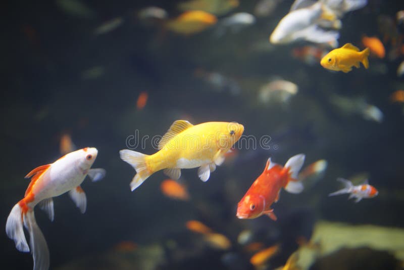 Goldfishes in paris aquarium. Fishes and goldfishes with red, white and yellow colors in an aquarium with light and stones in paris near eiffel tower