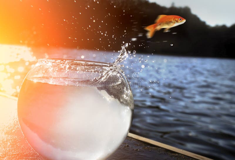 Goldfishherausspringen des Wassers lizenzfreie stockfotos Goldfishherausspringen des Wassers lizenzfreie stockfotos
