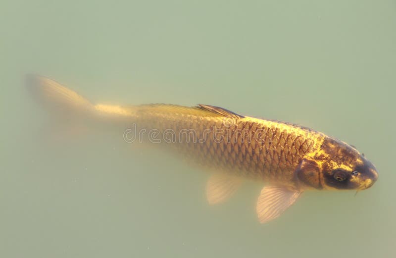 Goldkarpfen Im See Japanergarten Stockbild Bild von traditionell