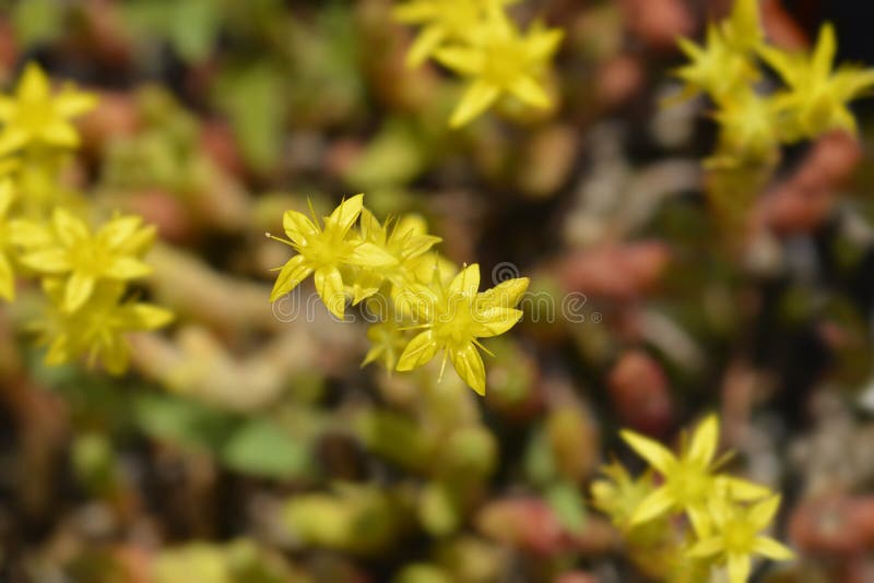 Goldmoss stonecrop stock image. Image of yellow, leaf - 226309037