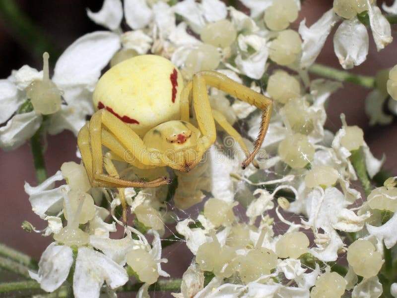 Goldrutenkrabbenspinne - Misumena-vatia stockfotografie Goldrutenkrabbenspinne - Misumena-vatia stockfotografie