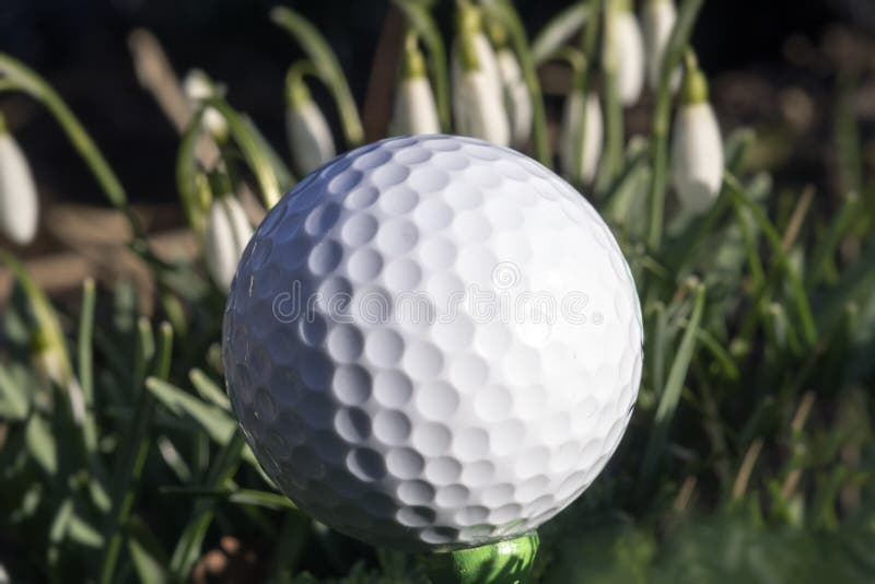 Golf Ball on Green Tee on Golf Course Stock Image Image of grass