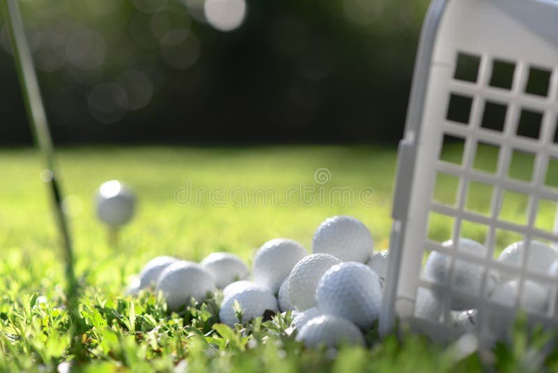 Golf Balls in Basket on Green Grass for Practice Stock Photo Image of