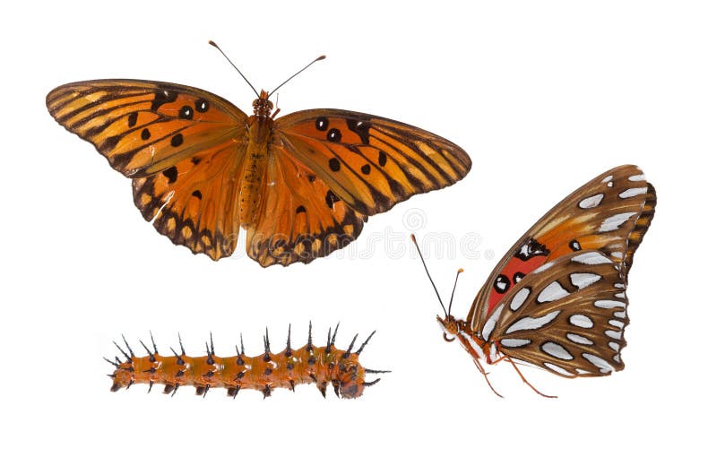 Golf Fritillary-Schmetterlingszusammenstellung