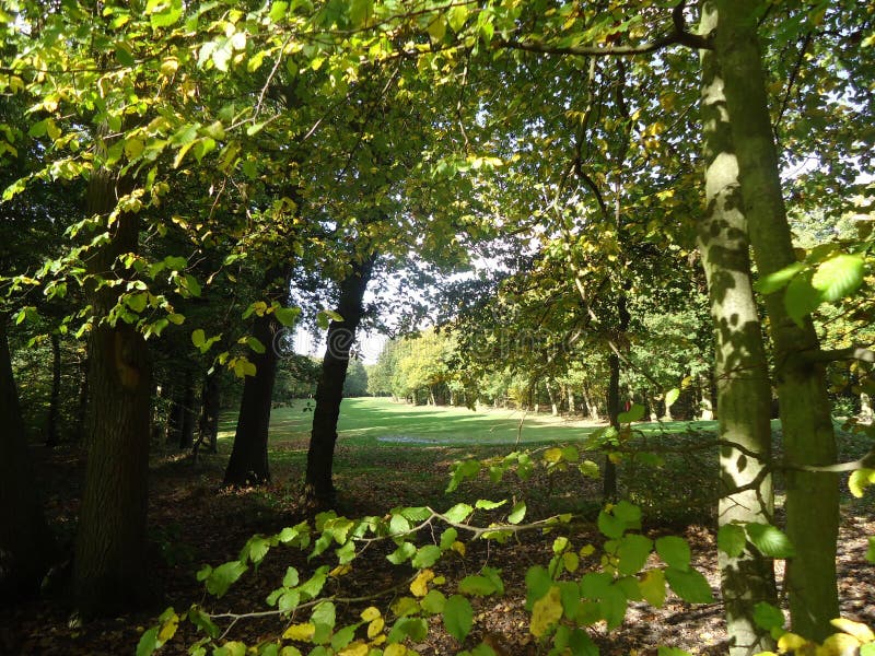 Golf Woods stock image. Image of golf, plants, wood, tress 47086593