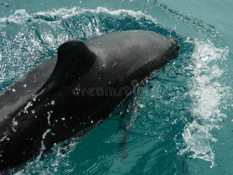 Golfinho bonito no mar das caraíbas imagens de stock Golfinho bonito no mar das caraíbas imagens de stock