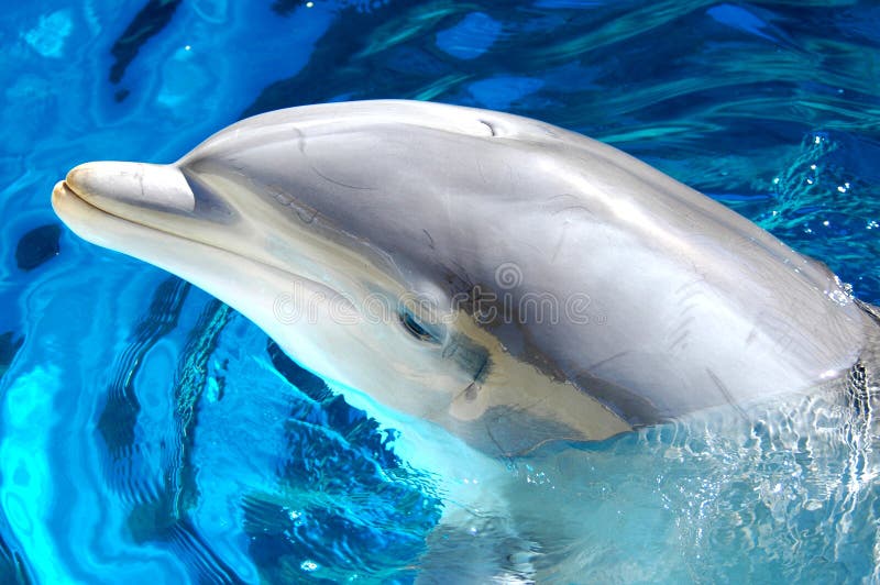Golfinho de Bottlenose 2 imagens de stock Golfinho de Bottlenose 2 imagens de stock