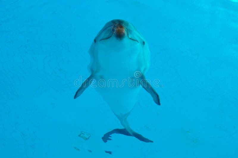 Golfinho subaquático foto de stock Golfinho subaquático foto de stock
