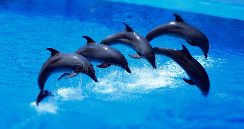 Golfinhos fotografia de stock royalty free