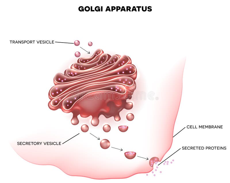 Golgi apparatur vektor illustrationer Golgi apparatur vektor illustrationer