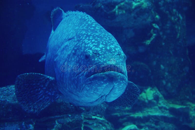 Goliath Grouper on the Spiegel Grove in Key Largo Stock Photo - Image ...