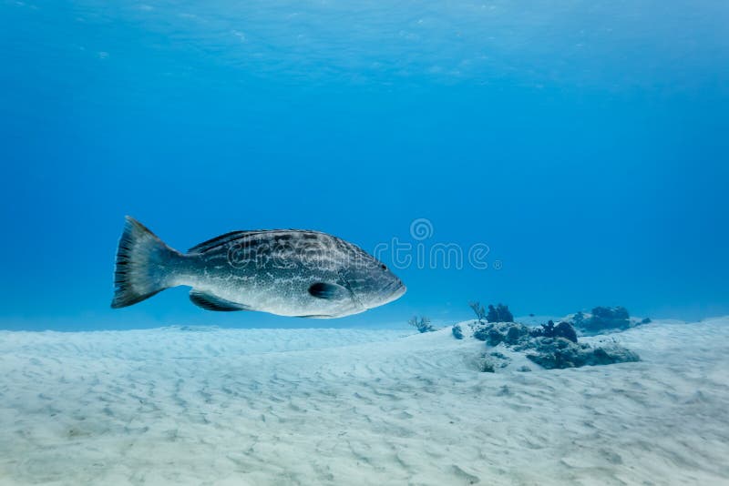 Goliath Grouper Epinephelus Itajara on White Sand Stock Photo - Image ...