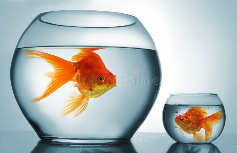 Golodfish discrimination