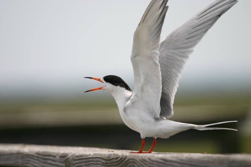 Common tern (Sterna hirundo), Cape May, New Jersey. Common tern (Sterna hirundo), Cape May, New Jersey