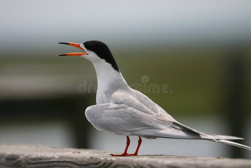 Common tern (Sterna hirundo), Cape May, New Jersey. Common tern (Sterna hirundo), Cape May, New Jersey