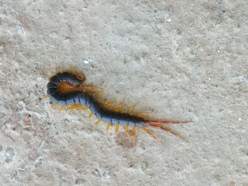 113 Gom Fotos Fotos De Stock Gratuitas E Fotos Royalty Free Dreamstime