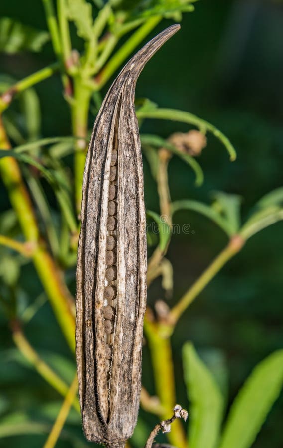  gombo photos stock