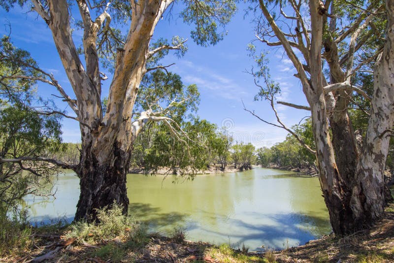 Gombomen en Hoefijzerkromming in Murray River, Victoria, Australië 2