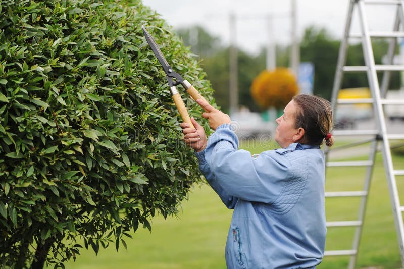 GOMEL, BELARUS - 26 July, 2013: Woman cuts bushes with scissors in city park. Worker trimming and landscaping green bushes