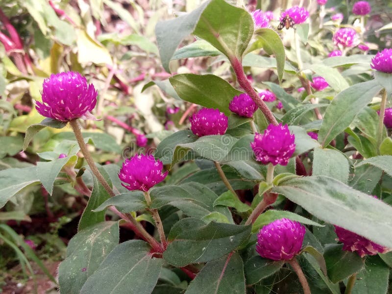 Gomphrena globosa8. Gomphrena globosa powszechnie znana jako globe amaranth jest jadalną rośliną z rodziny amaranthaceae