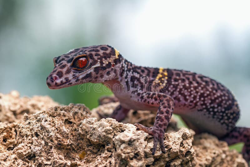 Goniurosaurus lichtenfelderi is resting on a stone