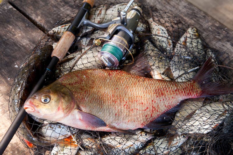 Good Catch. Two Freshwater Pike Fish on Fish Stringer on Natural