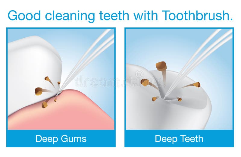 Good Cleaning Teeth with Toothbrush Stock Vector Illustration of