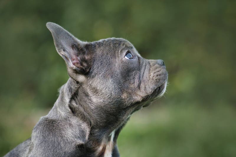 Are French Bulldogs Brachycephalic