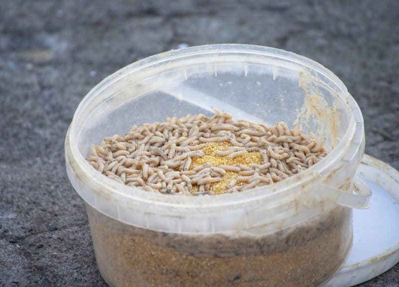 Good Fish Worm Bite Stock Photos Free & RoyaltyFree Stock Photos