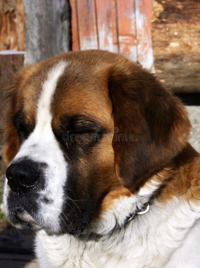 Can A Beagle And A Saint Bernard Be Friends