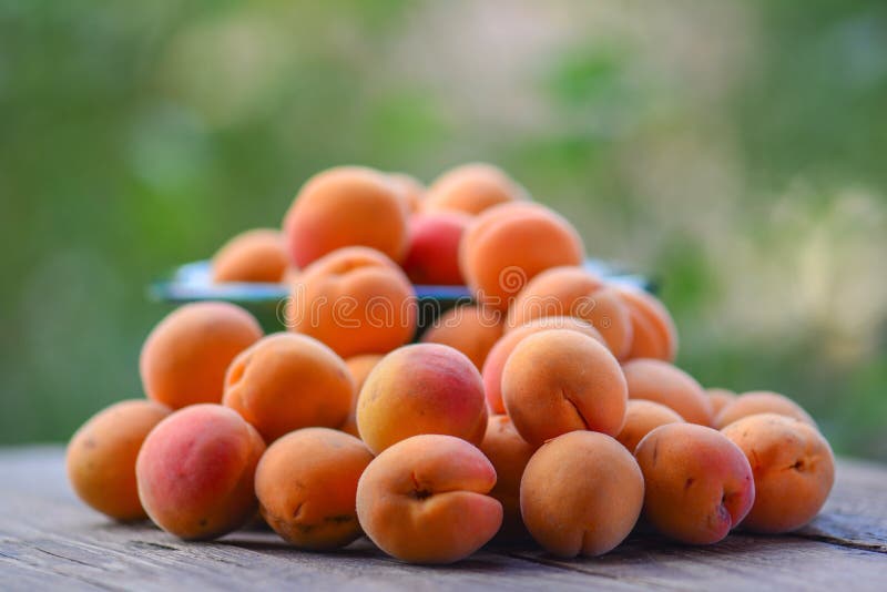 Harvest of Apricots, Toned Photo Stock Image Image of good