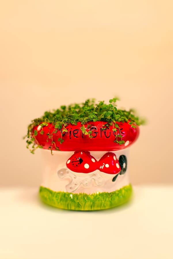 Good luck flower pot stock image. Image of blooming, luck 84559401