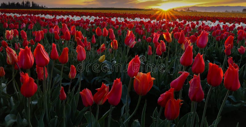Good morning stock photo. Image of orange, yellow, good