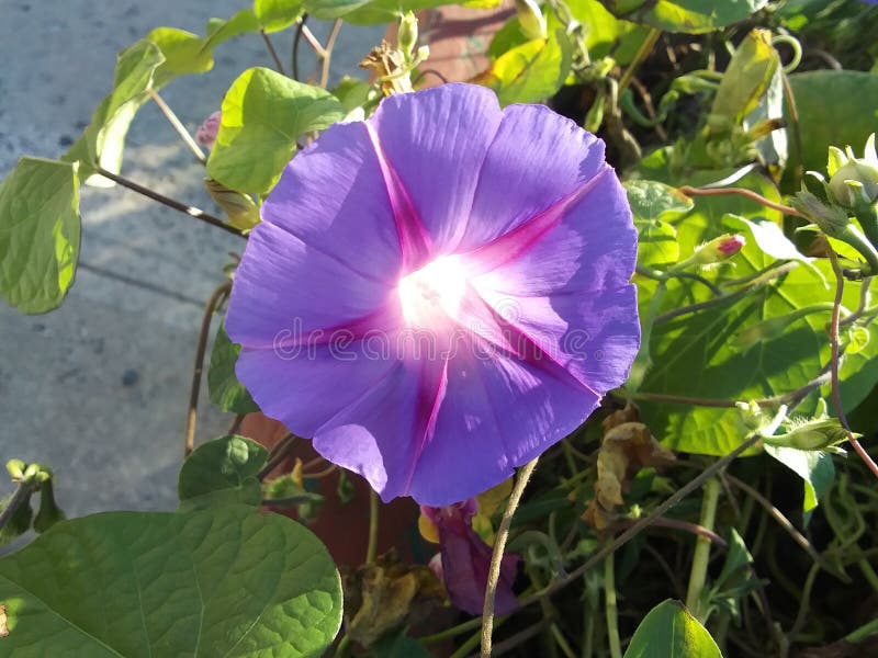 Good morning glory stock image. Image of herb, shrub 238720541