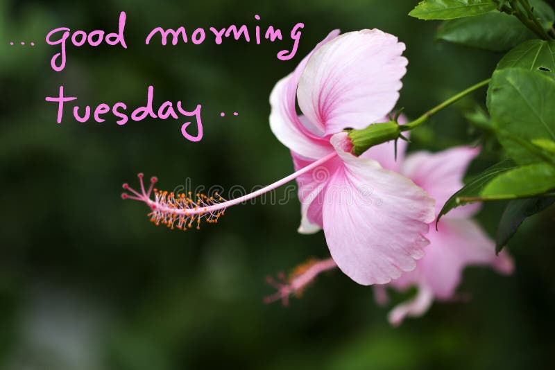 Good Morning  Good morning tuesday images, Good evening messages, Happy  tuesday quotes