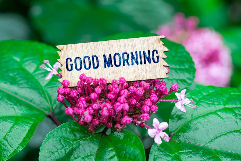 Good Morning Rain Stock Photos Download 754 Royalty Free Photos