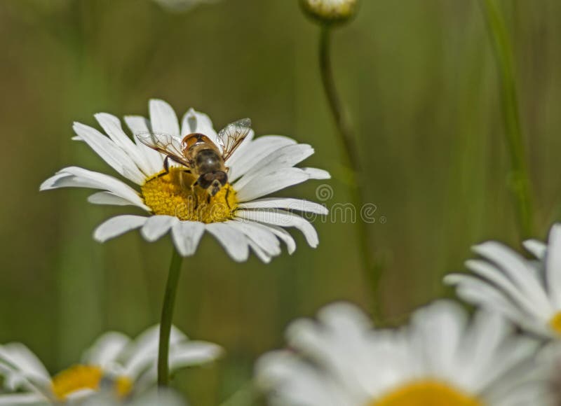 Good News Bee Feeding on a White Daisy Flower. Stock Image Image of