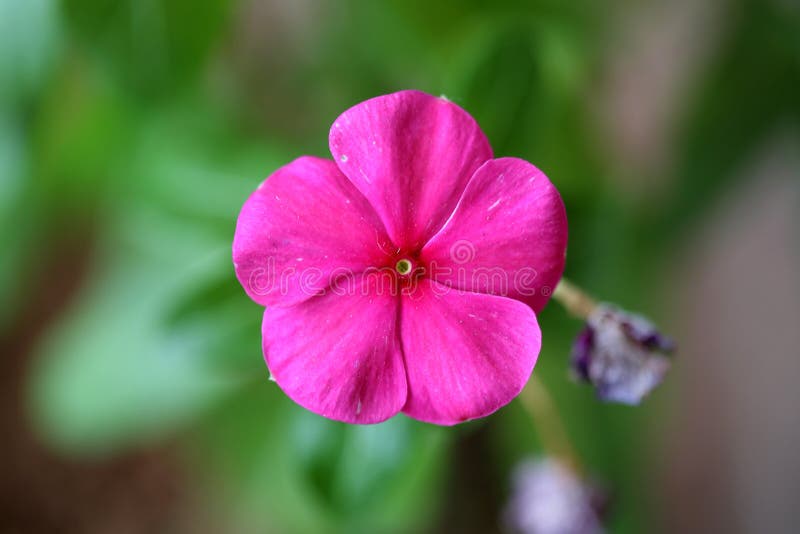 Good night pink flower stock image. Image of countryside 50536063