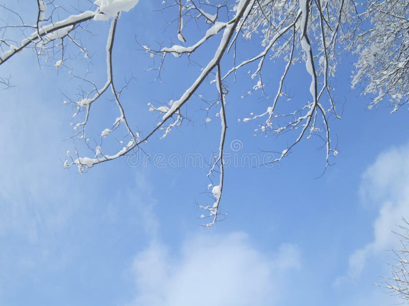 Beautiful winter blue sky with snow on the tree
