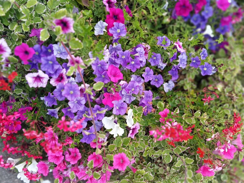 Good smelling flower stock image. Image of shrub, blossom 254830655