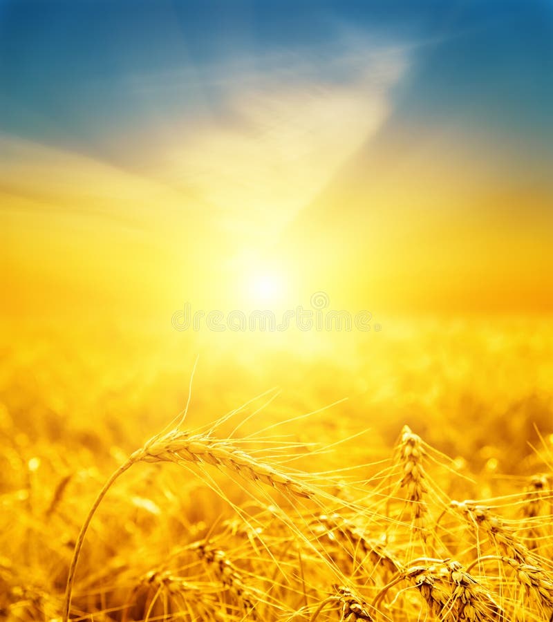 Good sunset over golden harvest stock images