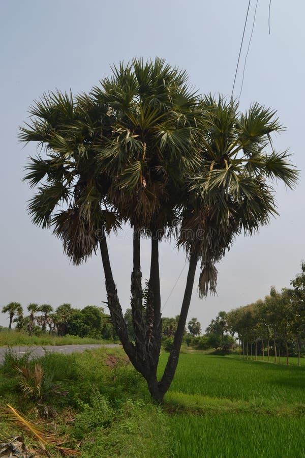 Good Tree Environment and Plant Garden Stock Photo Image of
