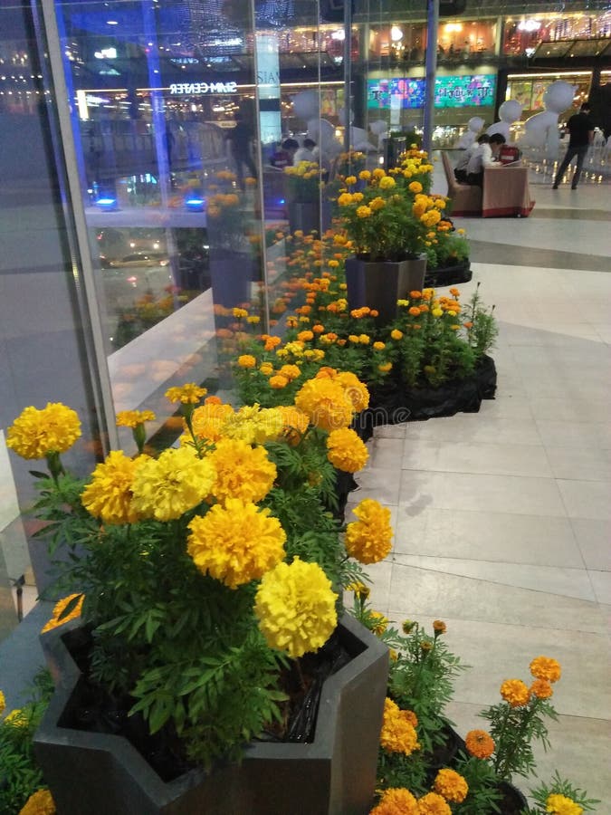 Flower Tonight in Bangkok Thailand Editorial Image Image of view